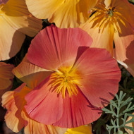 Pavot de Californie Thai Silk Apricot Chiffon