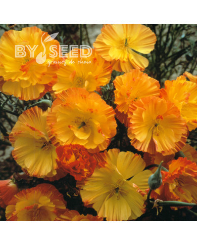 Pavot de Californie Thai Silk Apricot Chiffon