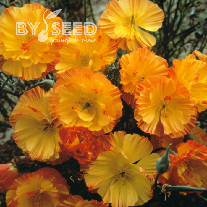 Pavot de Californie Thai Silk Apricot Chiffon