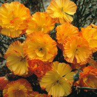 Pavot de Californie Thai Silk Apricot Chiffon