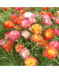 Pavot de Californie Thai Silk Apricot Chiffon
