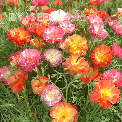 Pavot de Californie Thai Silk Formula Mixture