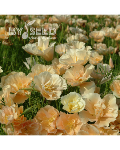 Pavot de Californie Thai Silk Pink Champagne