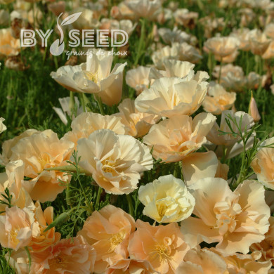 Pavot de Californie Thai Silk Pink Champagne