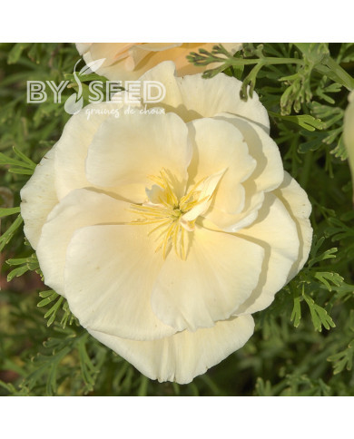 Pavot de Californie Thai Silk Pink Champagne