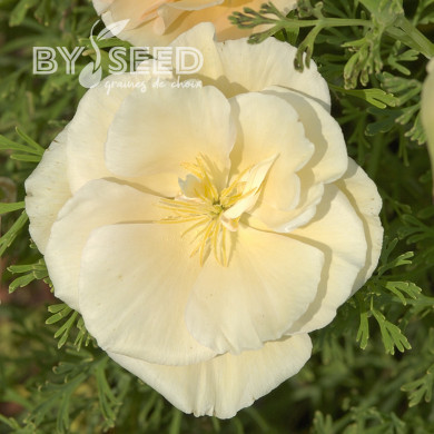 Pavot de Californie Thai Silk Pink Champagne