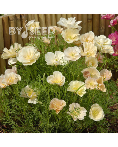 Pavot de Californie Thai Silk Pink Champagne