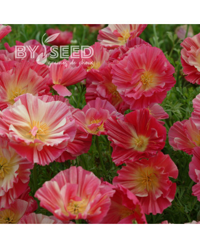 Pavot de Californie Thai Silk Rose Chiffon