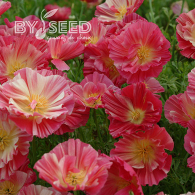 Pavot de Californie Thai Silk Rose Chiffon