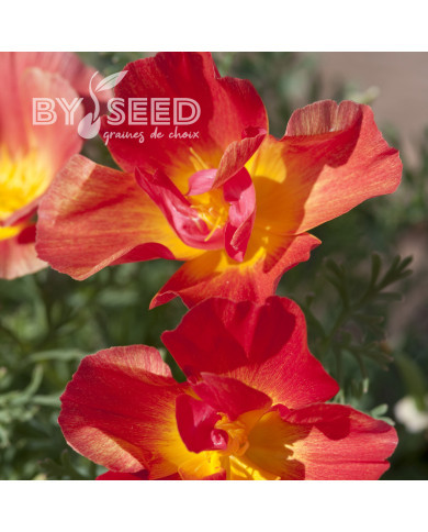 Pavot de Californie Thai Silk Strawberry Fields