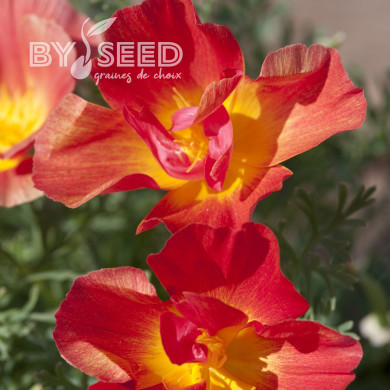 Pavot de Californie Thai Silk Strawberry Fields