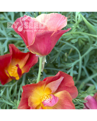 Pavot de Californie Thai Silk Strawberry Fields