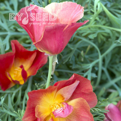 Pavot de Californie Thai Silk Strawberry Fields