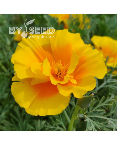 Pavot de Californie Yukon Gold