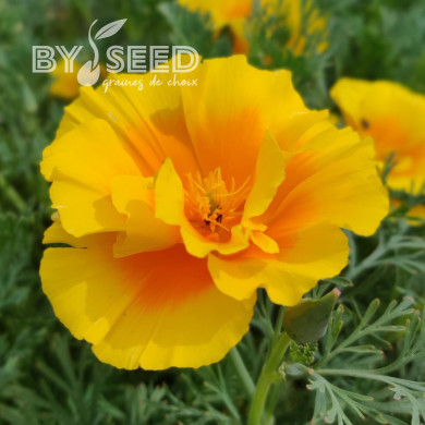 Pavot de Californie Yukon Gold