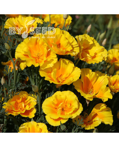 Pavot de Californie Yukon Gold