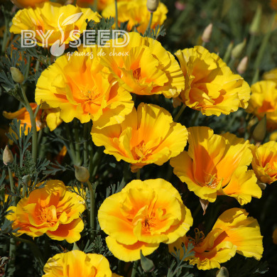 Pavot de Californie Yukon Gold