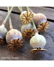 Pavot d'Orient Pizzicato (graines enrobées)