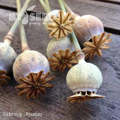 Pavot somniferum nigrum Hungarian Blue