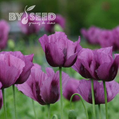 Pavot somniferum nigrum Hungarian Blue