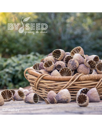 Pavot somniferum nigrum Hungarian Blue