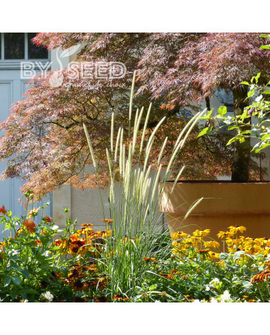 Pennisetum macrourum Tail Feathers