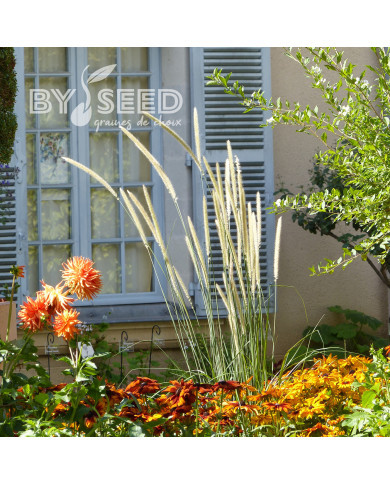 Pennisetum macrourum Tail Feathers