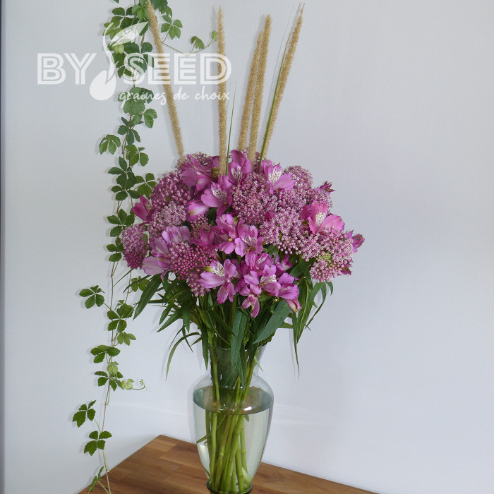 Alstroemère Dévotion