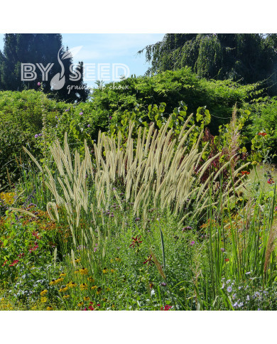 Pennisetum macrourum Tail Feathers