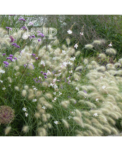 Pennisetum villosum Cream Falls