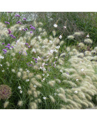 Penstemon barbatus Twizzle Purple