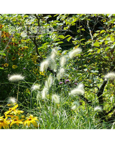 Pennisetum villosum Cream Falls
