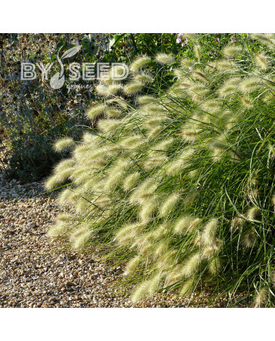 Pennisetum villosum Cream Falls