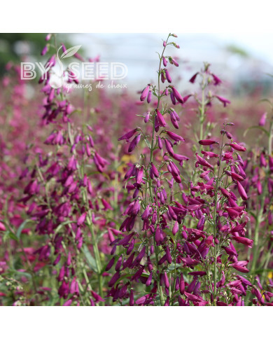 Penstemon barbatus Twizzle Purple