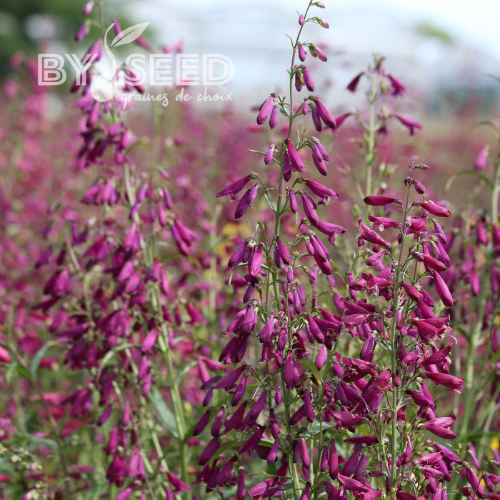 Penstemon barbatus Twizzle Purple