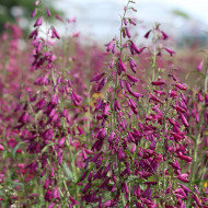 Penstemon barbatus Twizzle Purple