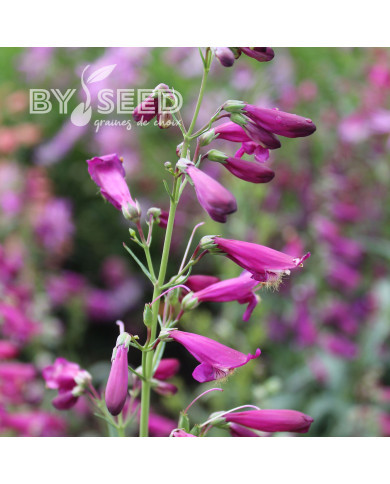 Penstemon barbatus Twizzle Purple
