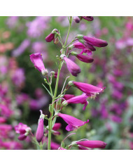 Penstemon barbatus Twizzle Scarlet