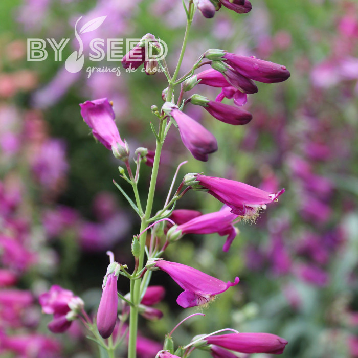 Penstemon barbatus Twizzle Purple