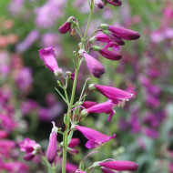Penstemon barbatus Twizzle Purple
