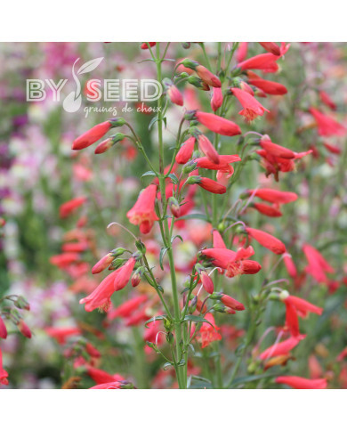 Penstemon barbatus Twizzle Scarlet