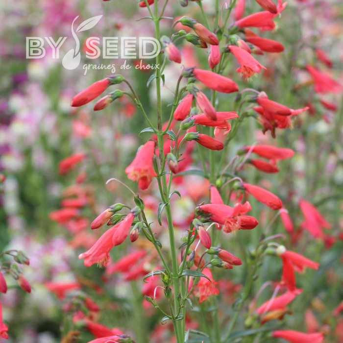 Penstemon barbatus Twizzle Scarlet