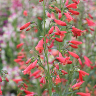 Penstemon barbatus Twizzle Scarlet