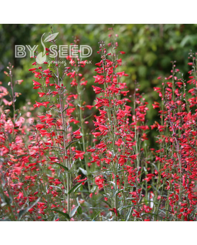 Penstemon barbatus Twizzle Scarlet