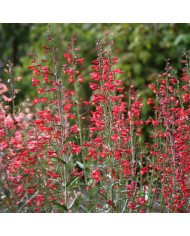 Penstémon digitalis Husker Red Superior