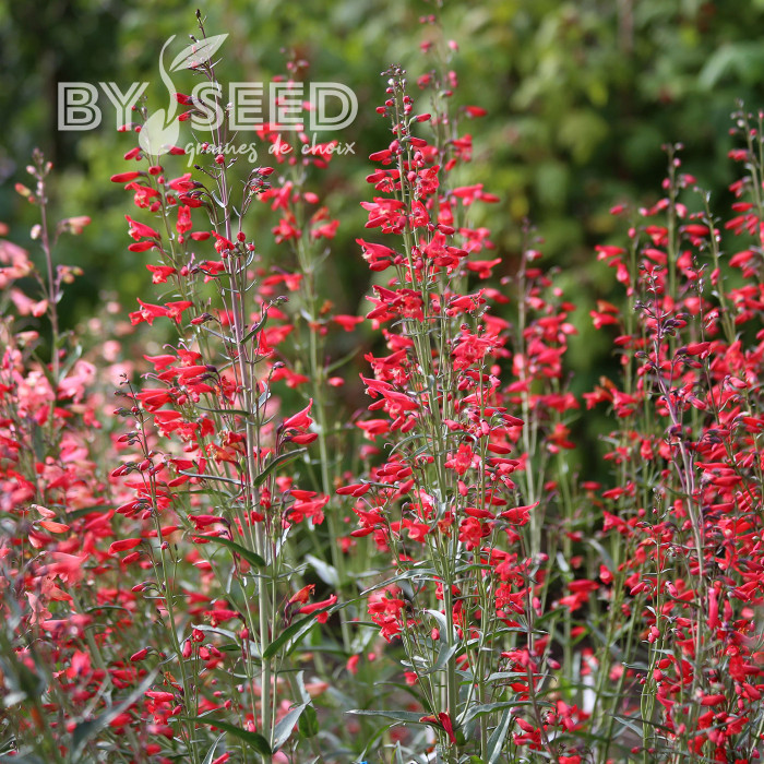 Penstemon barbatus Twizzle Scarlet