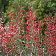 Penstemon barbatus Twizzle Scarlet