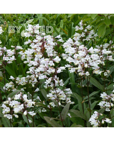 Penstémon digitalis Husker Red Superior