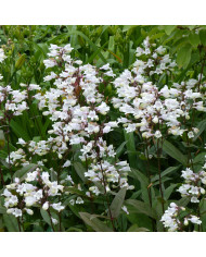 Penstémon hartwegii Le Phare (Scarlet Queen)