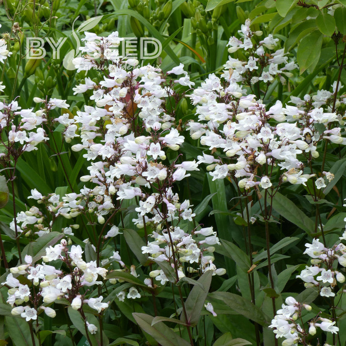 Penstémon digitalis Husker Red Superior